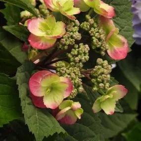 Cotton Candy Hydrangea Plants (Hydrangea Flair And Flavours) 2